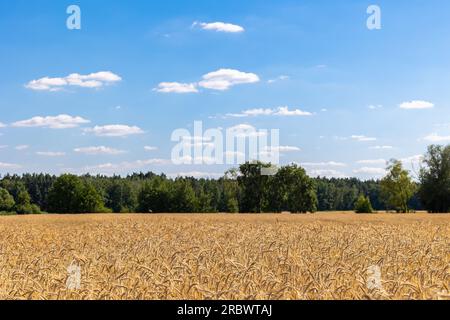 Weizenfelder mit Getreide sind fast bereit für die Ernte. Foto an einem sonnigen Sommertag Stockfoto