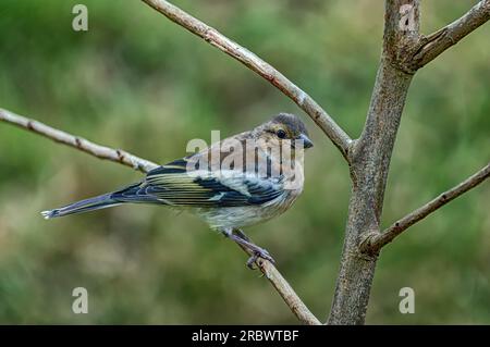 Ein horizontales Wildtierporträt einer jungen weiblichen Keule, die im Frühling auf einem kleinen Zweig eines Gartenstrauchs ruht. Ein Hausvogel, der in die Kamera schaut. Stockfoto