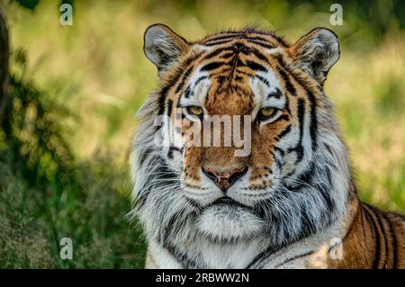 Ein sehr detaillierter und scharf gerenderter Amur Tiger, isoliert vor einem unscharfen natürlichen Hintergrund aus Laub und trockenem Gras. Königliches und wunderschönes Tier. Stockfoto