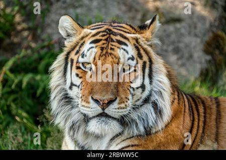 Ein sehr detaillierter und scharf gerenderter Amur Tiger, isoliert vor einem verwischten natürlichen Hintergrund aus Laub und Felsbrocken. Königliches und wunderschönes Tier. Stockfoto