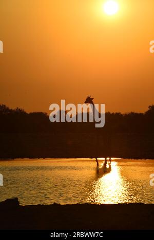 Giraffe bei Sonnenaufgang, Wasserloch Klein Namutoni, Etosha-Nationalpark, Namibia Stockfoto