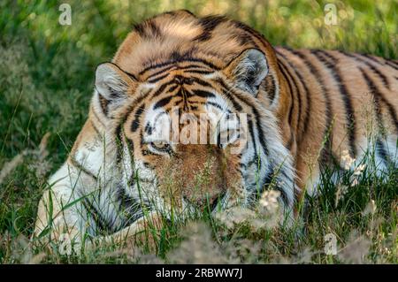 Ein sehr detaillierter und scharf gerenderter Amur Tiger, isoliert vor einem unscharfen natürlichen Hintergrund aus Laub und trockenem Gras. Im Liegen, schöne große Katze Stockfoto