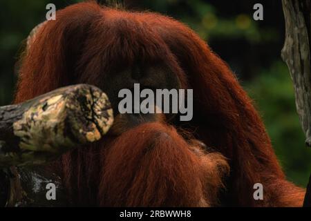 Nahaufnahme von Orang-Utan, selektiver Fokus. Orang-Utan, schüchtern, sich vor Regen zu verstecken, Platz für Text kopieren Stockfoto