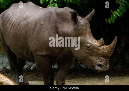 Rhinoceros - Diceros bicornis, ikonisches afrikanisches Säugetier, kritisch gefährdetes Mitglied von Big Five. Stockfoto