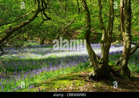 Bluebells in Wintergreen Wood in der Nähe des Knebworth Park Stockfoto