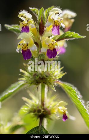 Hanfnessel Stockfoto