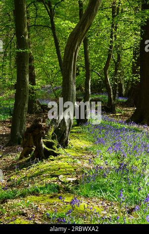 Bluebells in Wintergreen Wood in der Nähe des Knebworth Park Stockfoto