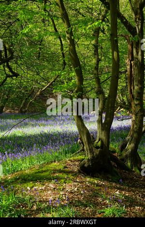 Bluebells in Wintergreen Wood in der Nähe des Knebworth Park Stockfoto