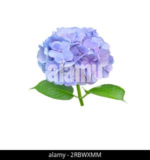 Himmlische Blüten-Nahaufnahme isoliert auf Weiß. Hortensia-Blütenpflanze. Stockfoto