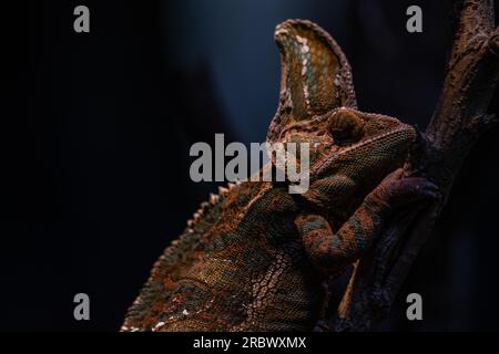 Chameleon Furcifer pardalis Ambolobe 2 Jahre alt, Madagaskar endemisches Panther Chamäleon im wütenden Zustand, reines Ambilobe-Hintergrundbild Stockfoto