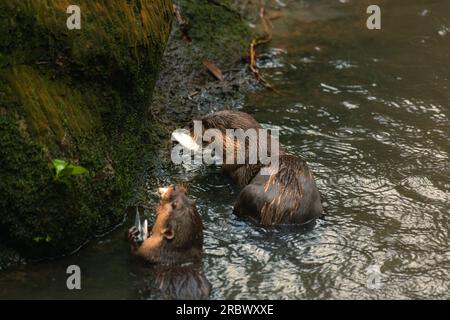 Riesen-Otter, Pteronura brasiliensis, Fisch am Ufer von Matto Grosso, Brasilien, Südamerika Stockfoto