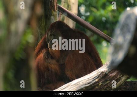 Das Männchen des Orang-Utan ruht sich unter einem Baum aus und beobachtet Touristen. Regentag im Zoo von Singapur Stockfoto