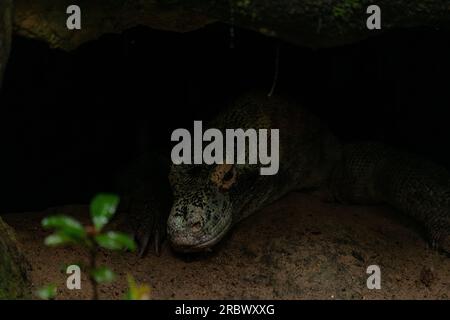 Komodo Dragons, die sich unter einem Stein auf der Insel Komodo verstecken, dunkler Regentag mit Platz für Text Stockfoto