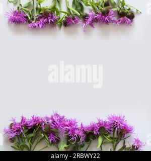 Quadratisches Blumenmuster aus lila und rosa Milchdistel blüht auf grauem Grund. Flache Lage, Draufsicht. Muster. Stockfoto