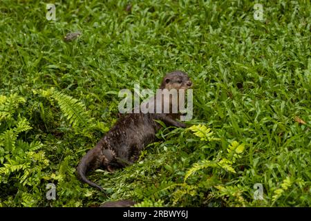 Nahaufnahme des asiatischen Kurzkrallen-Otter Amblonyx cinerea auf dem Gras, kopieren Sie Platz für Text Stockfoto