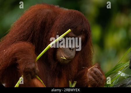 Jugendlicher männlicher Orangutan (Pongo pygmaeus), der Blätter im Lok Kawi Reserve in Malaysian Borneo isst, Kopierbereich für Text Stockfoto