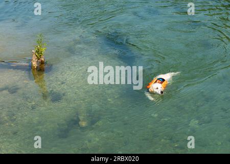 Ein schöner weißer Hund in einer Schwimmweste schwimmt in einem Teich mit klarem Wasser. Stockfoto