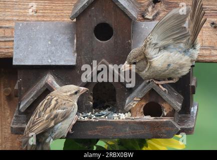 Zwei Spatzen auf dem Vogelfutter Stockfoto