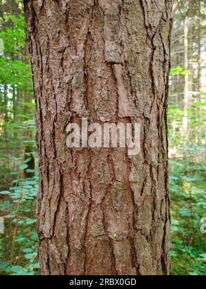 Alte, trockene, strukturierte Baumrinde. Nahaufnahme, keine Leute Stockfoto