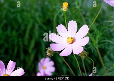 Cosmos bipinnatus, gemeinhin als Garten bezeichnet, ist eine blühende, krautige Pflanze in der Gänseblümchenfamilie Asteraceae Stockfoto
