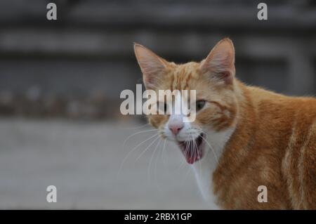 Eine junge Ingwerkatze mit offenem Mund und Gähnen, die einen komischen Ausdruck macht Stockfoto