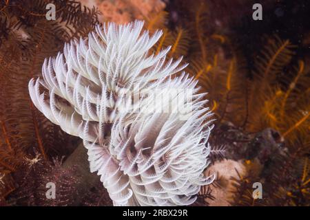 Weißer Feather-Staubwurm oder Riesenfanworm (Sabellastarte longa) Stockfoto