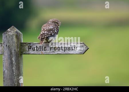 Eine kleine Eule (Athene noctua), hoch oben auf einem alten Baumstumpf Stockfoto