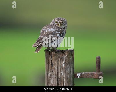 Eine kleine Eule (Athene noctua), hoch oben auf einem alten Holzpfosten Stockfoto