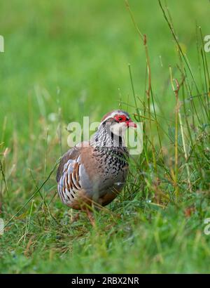 Rotbein-Rebhuhn (Alectoris rufa), Stockfoto