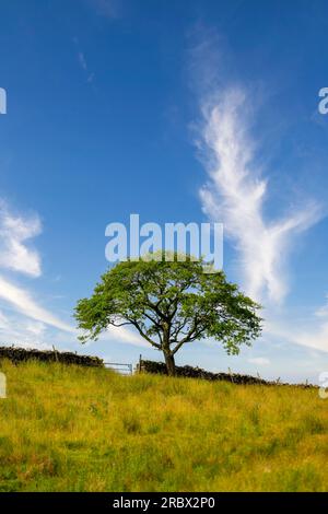 Im Sommer steht in North Yorkshire, Großbritannien, eine einsame englische Eiche am Rande einer Wiese mit langem Gras unter einem wunderschönen blauen Himmel Stockfoto