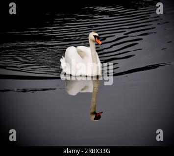 Ein weißer Schwan (Cygnus olor), der auf sehr ruhigem Wasser auf dem Burton Constable Estate schwimmt und sich im Wasser klar widerspiegelt Stockfoto