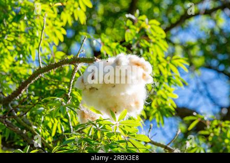Ceiba pentandra mit Baumwollfaser Stockfoto
