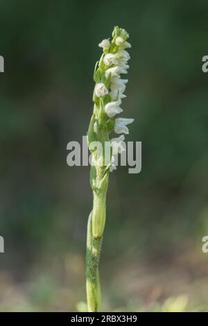 Creeping Lady's Tresses Orchid, Goodyera repens, Nahaufnahme der einzelnen Blume in Wells-next-the-Sea, Norfolk, Großbritannien Stockfoto