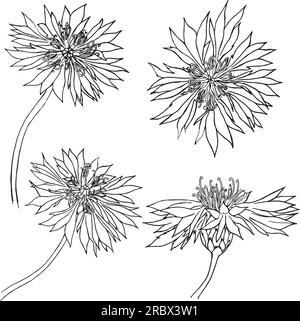 Ein Satz von Vektoren, handgezeichnet Cornflower Illustration, Rappweed isoliert auf Weiß, lineart Blume, Kritzelskizze, Centaurea botanisches Kraut für Design Stock Vektor