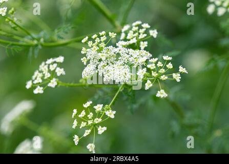 Wiesenpflanzen wachsen im Sommer Stockfoto