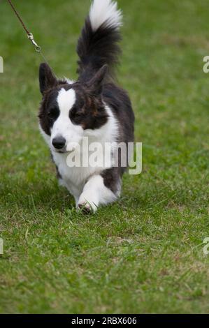 Cardigan Welsh Corgi mit hochgezogenem Schwanz, der in Richtung Kamera geht Stockfoto