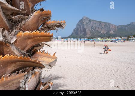 Blick von hinter der Palme, am Strand San Vito lo Capo, Sizilien, Italien Stockfoto