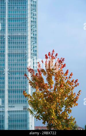 Baum und Wolkenkratzer Intesa San Paolo Bank, Architet Renzo Piano, Turin, Stockfoto