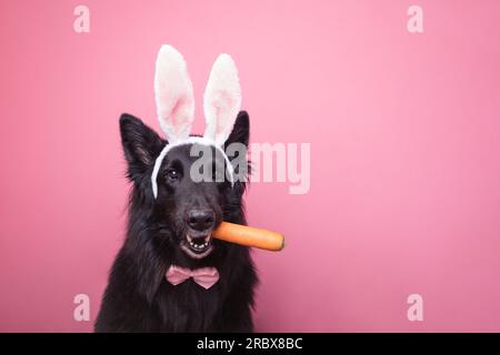 Süßer Hund im Hasenkostüm mit einer Karotte auf dem Mund. Osterkonzept Stockfoto