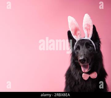 Hund Im Hasenkostüm Zu Ostern. Belgischer Schäferhund mit Hasenohren und einer pinkfarbenen Fliege auf pinkfarbenem Hintergrund. Bild mit Platz für Text. Stockfoto