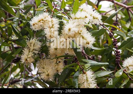 Melaleuca quinquenervia Baum in Blüte Stockfoto