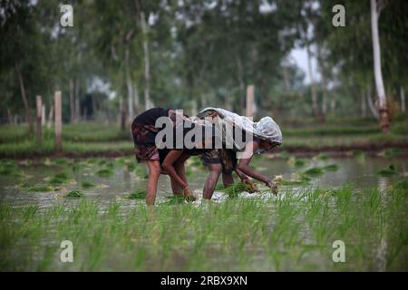 Prayagraj, Indien. 11/07/2023, indische Landarbeiter transplantieren Reisfelder inmitten des laufenden Monsuns des Landes in den Vororten von Prayagraj, Indien. Kredit: Anil Shakya/Alamy Live News Stockfoto