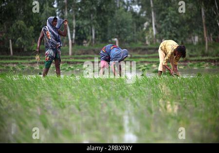 Prayagraj, Indien. 11/07/2023, indische Landarbeiter transplantieren Reisfelder inmitten des laufenden Monsuns des Landes in den Vororten von Prayagraj, Indien. Kredit: Anil Shakya/Alamy Live News Stockfoto