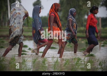 Prayagraj, Indien. 11/07/2023, indische Landarbeiter transplantieren Reisfelder inmitten des laufenden Monsuns des Landes in den Vororten von Prayagraj, Indien. Kredit: Anil Shakya/Alamy Live News Stockfoto