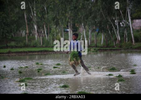 Prayagraj, Indien. 11/07/2023, indische Landarbeiter transplantieren Reisfelder inmitten des laufenden Monsuns des Landes in den Vororten von Prayagraj, Indien. Kredit: Anil Shakya/Alamy Live News Stockfoto