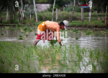 Prayagraj, Indien. 11/07/2023, indische Landarbeiter transplantieren Reisfelder inmitten des laufenden Monsuns des Landes in den Vororten von Prayagraj, Indien. Kredit: Anil Shakya/Alamy Live News Stockfoto