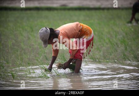 Prayagraj, Indien. 11/07/2023, indische Landarbeiter transplantieren Reisfelder inmitten des laufenden Monsuns des Landes in den Vororten von Prayagraj, Indien. Kredit: Anil Shakya/Alamy Live News Stockfoto