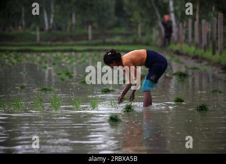 Prayagraj, Indien. 11/07/2023, indische Landarbeiter transplantieren Reisfelder inmitten des laufenden Monsuns des Landes in den Vororten von Prayagraj, Indien. Kredit: Anil Shakya/Alamy Live News Stockfoto