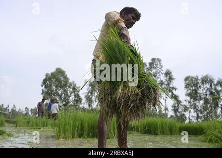 Prayagraj, Indien. 11/07/2023, indische Landarbeiter transplantieren Reisfelder inmitten des laufenden Monsuns des Landes in den Vororten von Prayagraj, Indien. Kredit: Anil Shakya/Alamy Live News Stockfoto