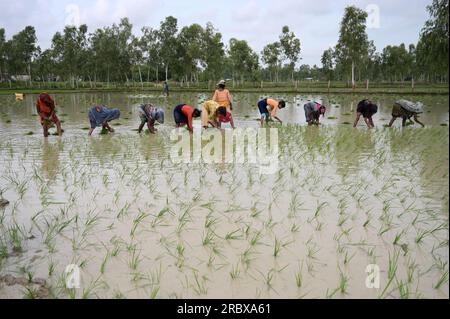 Prayagraj, Indien. 11/07/2023, indische Landarbeiter transplantieren Reisfelder inmitten des laufenden Monsuns des Landes in den Vororten von Prayagraj, Indien. Kredit: Anil Shakya/Alamy Live News Stockfoto